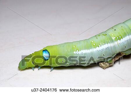 Caterpillar, Malaysia. View Large Photo Image Stock Photograph - Caterpillar, Malaysia.. Fotosearch