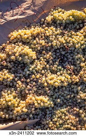 Stock Image - CENTRAL VALLEY, CALIFORNIA - Raisins drying on paper trays.. Fotosearch