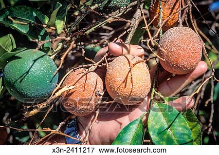 Stock Photo - CENTRAL VALLEY, CALIFORNIA - Walter Stutsman trims rootstock growth on recently grafted orange trees at the UC Linwood Ag Center.. Fotosearch