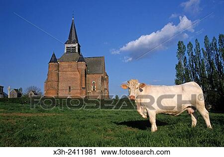 Stock Image - Charolais cow in front of the fortified church of Burelles in the Thierache region, Aisne department, Picardy region, northern France, Europe.. Fotosearch