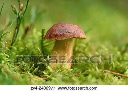 Close-up of a bay bolete (Boletus badius) on the forest floor in autumn. View Large Photo Image Stock Photo - Close-up of a bay bolete (Boletus badius) on the forest floor in autumn.. Fotosearch
