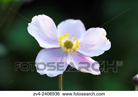 Close-up of a Chinese anemone (Anemone hupehensis) blossom in a garden in summer. View Large Photo Image Stock Photograph - Close-up of a Chinese anemone (Anemone hupehensis) blossom in a garden in summer.. Fotosearch