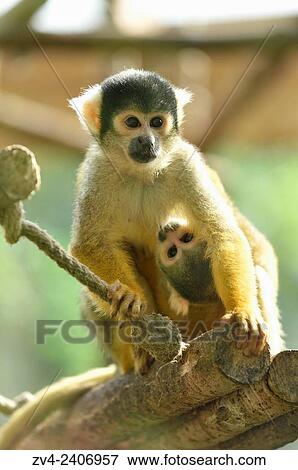 Close-up of a Common squirrel monkey (Saimiri sciureus) mother with her youngster in autumn. View Large Photo Image Stock Photo - Close-up of a Common squirrel monkey (Saimiri sciureus) mother with her youngster in autumn.. Fotosearch