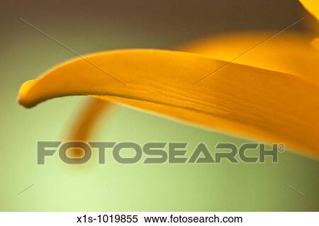 Close up of a yellow lily emphasizing the graceful lines of the flower View Large Photo Image Stock Photography - Close up of a yellow lily emphasizing the graceful lines of the flower. Fotosearch