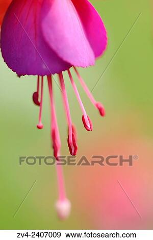 Close-up of red Fuchsia blossoms in a garden in summer. View Large Photo Image Stock Photo - Close-up of red Fuchsia blossoms in a garden in summer.. Fotosearch