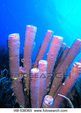 Stock Photography - Close-Up Purple tube sponge Aplysina archeri. Fotosearch