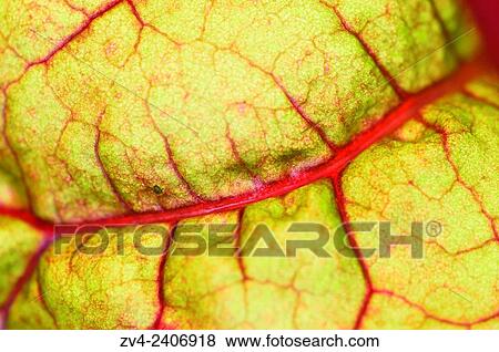 Coloured Chard (Beta vulgaris subsp. cicla) growing in a garden in autumn. View Large Photo Image Stock Photo - Coloured Chard (Beta vulgaris subsp. cicla) growing in a garden in autumn.. Fotosearch