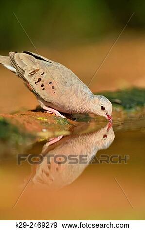 Common Ground Dove (Columbina passerina), Rio Grande City, Texas, USA. View Large Photo Image Stock Photo - Common Ground Dove (Columbina passerina), Rio Grande City, Texas, USA.. Fotosearch