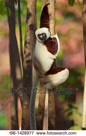 Stock Photo - CoquerelÂ´s sifaka Propithecus coquereli Ankarafantsika Madagascar. Fotosearch