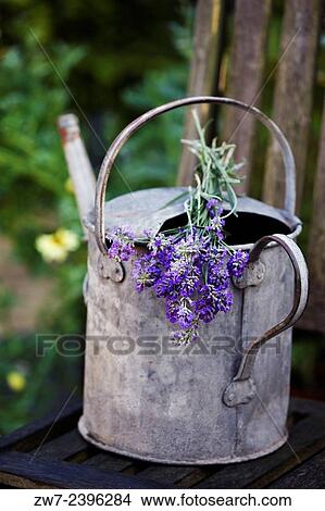 Cut Laveder Lavendula flowers resting on weathered metal watering can. View Large Photo Image Picture - Cut Laveder Lavendula flowers resting on weathered metal watering can.. Fotosearch
