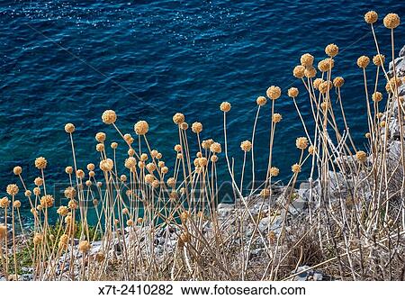 Dead seed heads of Allium, garlic, which have grown wild on a cliff by the sea in the Mani, Peloponnese, Greece. View Large Photo Image Stock Image - Dead seed heads of Allium, garlic, which have grown wild on a cliff by the sea in the Mani, Peloponnese, Greece.. Fotosearch