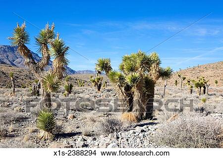 Picture - Death Valley is the hottest, driest and lowest point in the continental United States.. Fotosearch