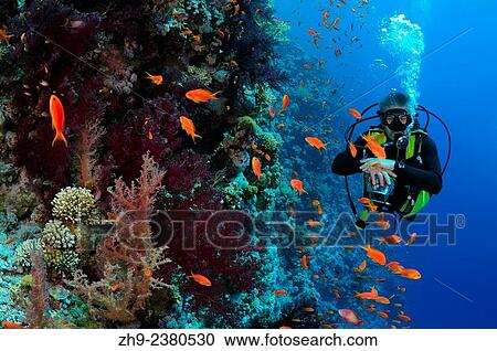 Diver looking at coral reef in Ras Muhammad National Park, Sinai Peninsula, Sharm el-Sheikh, Red sea, Egypt, Africa. View Large Photo Image Stock Image - Diver looking at coral reef in Ras Muhammad National Park, Sinai Peninsula, Sharm el-Sheikh, Red sea, Egypt, Africa.. Fotosearch
