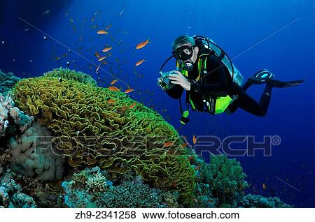 Stock Photo - Diver photographing coral reef, Red Sea, Egypt, Africa.. Fotosearch