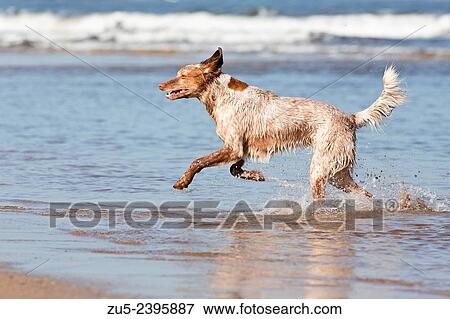 Stock Photo - Dogs playing on the beach.. Fotosearch