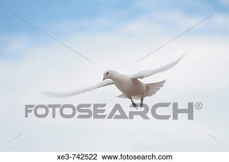 Stock Image - Dove flying. Fotosearch