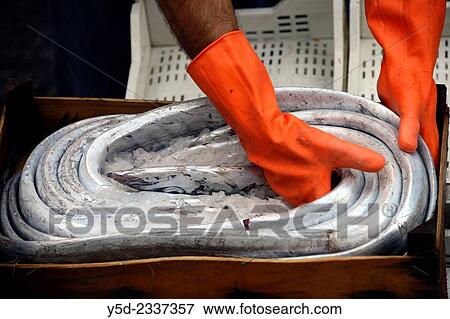 eel in ice, fish market, Catania, Sicily, Italy. View Large Photo Image Stock Photo - eel in ice, fish market, Catania, Sicily, Italy.. Fotosearch