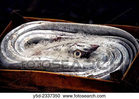 Eel in wooden box ready for sale, fish market in Catania, Catania, Sicily, Italy. View Large Photo Image Stock Image - Eel in wooden box ready for sale, fish market in Catania, Catania, Sicily, Italy.. Fotosearch