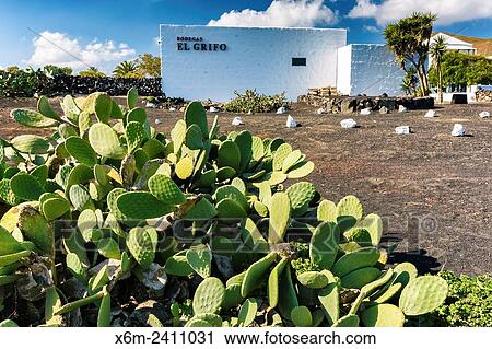 Stock Image - El Grifo wine cellar. San Bartolome, Lanzarote, Canary Islands, Spain, Europe.. Fotosearch