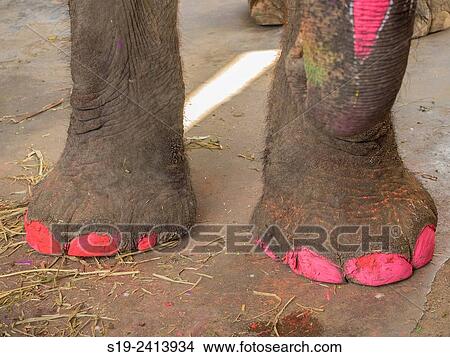 Picture - Elephant Painting.. Fotosearch