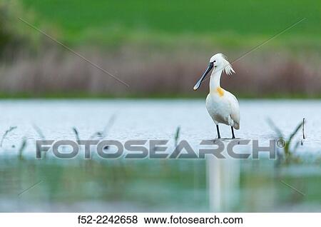Stock Photo - Eurasian spoonbill or common spoonbill Platalea leucorodia. Bulgaria. Fotosearch