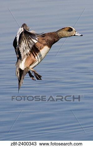 Stock Image - Eurasian Wigeon Duck male landing. USA.. Fotosearch