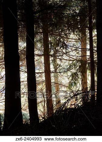 Stock Image - European silver fir forest (Abies alba). Montseny Natural Park. Barcelona province, Catalonia, Spain.. Fotosearch