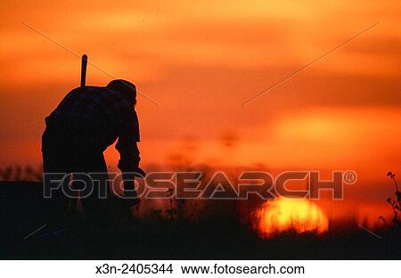 Farmer pulls weeds in Harford County, Maryland. View Large Photo Image Picture - Farmer pulls weeds in Harford County, Maryland.. Fotosearch