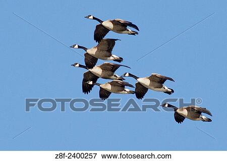 Flock of Canada Geese in flight. USA. View Large Photo Image Stock Photo - Flock of Canada Geese in flight. USA.. Fotosearch