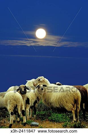 flock of sheep, near Epidaurus, Argolid, Peloponnese, Greece, Southern Europe. View Large Photo Image Stock Photo - flock of sheep, near Epidaurus, Argolid, Peloponnese, Greece, Southern Europe.. Fotosearch