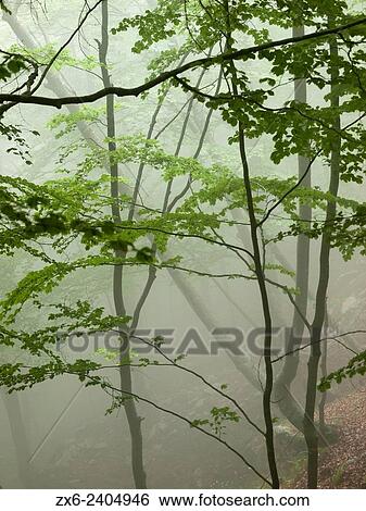 Foggy springtime beech forest (Fagus sylvatica). Montseny Natural Park. Barcelona province, Catalonia, Spain. View Large Photo Image Stock Photograph - Foggy springtime beech forest (Fagus sylvatica). Montseny Natural Park. Barcelona province, Catalonia, Spain.. Fotosearch