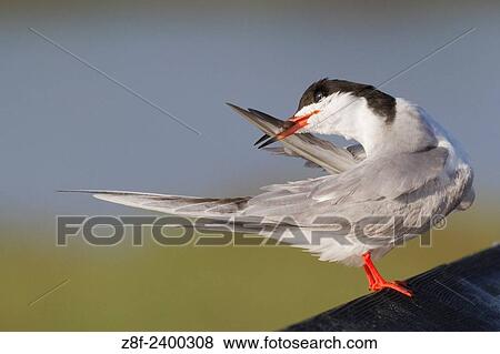Forster´s Tern uses it´s bill to groom it´s feathers. USA. View Large Photo Image Stock Photo - Forster´s Tern uses it´s bill to groom it´s feathers. USA.. Fotosearch