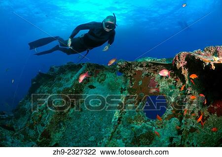 Freediver dives on the shipwreck SS Thistlegorm (British armed Merchant Navy ship), Red Sea, Egypt. View Large Photo Image Stock Image - Freediver dives on the shipwreck SS Thistlegorm (British armed Merchant Navy ship), Red Sea, Egypt.. Fotosearch