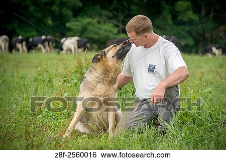German Shepard dog sniffing owner´s face near Friendsville, Maryland, USA. View Large Photo Image Stock Photograph - German Shepard dog sniffing owner´s face near Friendsville, Maryland, USA.. Fotosearch