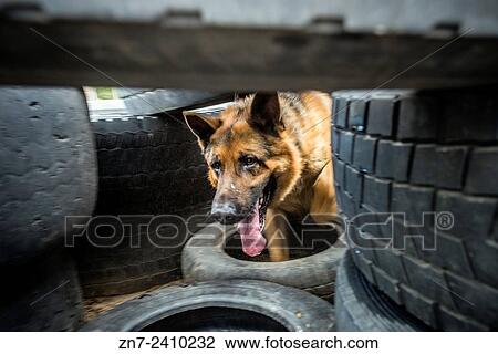 Stock Image - German Shepherd named Boy that just returned from Donetsk after 45 days of service searching weapon and explosives runs through tires during training at Militia Dog Training and Breeding Center, Kyiv, Ukraine. 1 of April.. Fotosearch