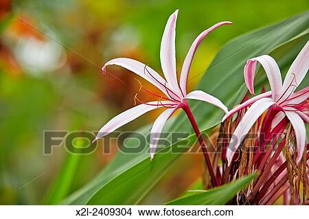 Giant Spider Lily, or Swamp Lily. Scientific name: Crinum amabile. Mui Ne, Binh Thuan Province, Vietnam. View Large Photo Image Picture - Giant Spider Lily, or Swamp Lily. Scientific name: Crinum amabile. Mui Ne, Binh Thuan Province, Vietnam.. Fotosearch