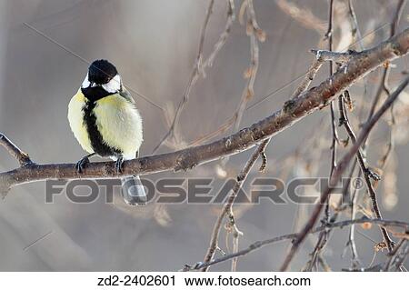 Great Tit (Parus major) perched on branch. Dovrefjell-Sunndalsfjella National Park. Norway. View Large Photo Image Stock Image - Great Tit (Parus major) perched on branch. Dovrefjell-Sunndalsfjella National Park. Norway.. Fotosearch