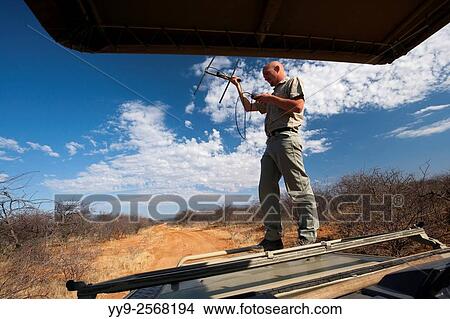 Guide using radio telemetry to track wildlife in Okonjima Nature Reserve, Namibia, Africa. View Large Photo Image Picture - Guide using radio telemetry to track wildlife in Okonjima Nature Reserve, Namibia, Africa.. Fotosearch