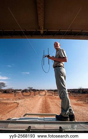 Stock Image - Guide using radio telemetry to track wildlife in Okonjima Nature Reserve, Namibia, Africa.. Fotosearch
