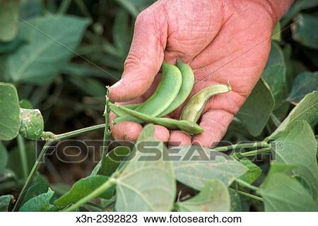 Holding fresh picked beans. View Large Photo Image Stock Image - Holding fresh picked beans.. Fotosearch