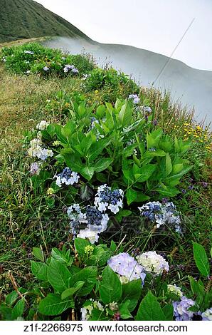 Hydrangea bording the caldeira in Faial, Azores, Portugal. View Large Photo Image Stock Photography - Hydrangea bording the caldeira in Faial, Azores, Portugal.. Fotosearch