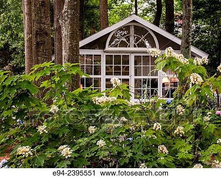 Hydrangea garden with an outdoor living space. Georgia USA View Large Photo Image Stock Image - Hydrangea garden with an outdoor living space. Georgia USA. Fotosearch