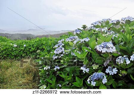 Hydrangea in Faial, Azores, Portugal. View Large Photo Image Stock Image - Hydrangea in Faial, Azores, Portugal.. Fotosearch