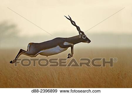 Stock Photo - India, Gujarat, Balckbuck national park, Blackbuck (Antilope cervicapra), male jumping.. Fotosearch