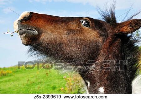 Irish horse. Sligo, Ireland. View Large Photo Image Stock Photo - Irish horse. Sligo, Ireland.. Fotosearch