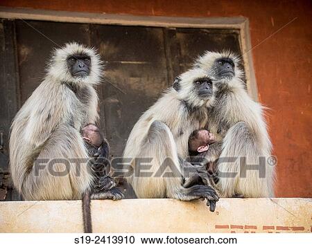 Jaipur India. View Large Photo Image Stock Image - Jaipur India.. Fotosearch