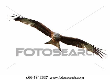 Kite Milvus milvus Skane Sweden. View Large Photo Image Stock Photo - Kite Milvus milvus Skane Sweden.. Fotosearch