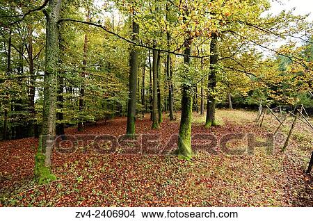 Landscape of a European beech or common beech (Fagus sylvatica) forest in autumn. View Large Photo Image Picture - Landscape of a European beech or common beech (Fagus sylvatica) forest in autumn.. Fotosearch