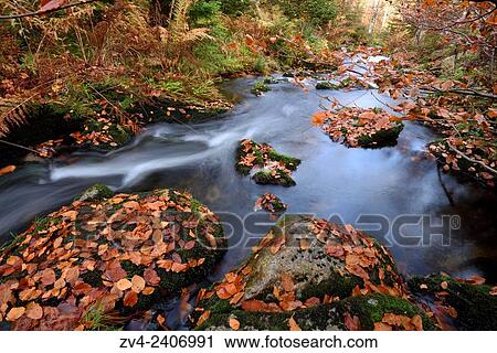 Landscape of a little River (Keine Ohe) flowing through the forest in autumn in the Bavarian forest, Bavaria, Germany. View Large Photo Image Stock Image - Landscape of a little River (Keine Ohe) flowing through the forest in autumn in the Bavarian forest, Bavaria, Germany.. Fotosearch