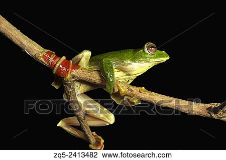 Stock Image - Malabar gliding frog, Rhacophorus malabaricus, Rhacophoridae, Silent Valley National Park, Kerala. India.. Fotosearch
